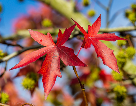 Amazing autumn