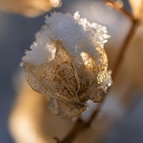 Glinsterend zaaddoosje.