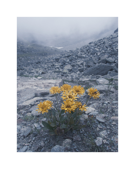 Gele Alpenbloemen