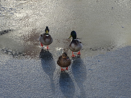 winterwandeling