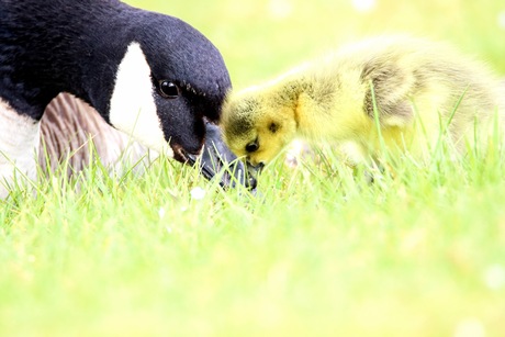 moeder gans