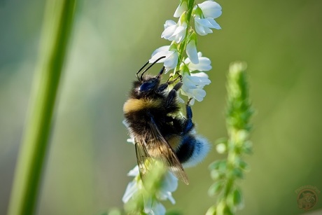 Akkerhommel