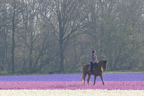 foute boel