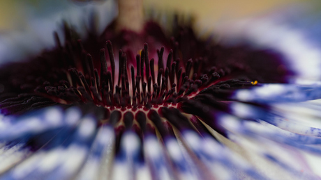 Passiflora