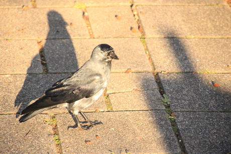 Silver Western Jackdaw/Zilveren Kauw....