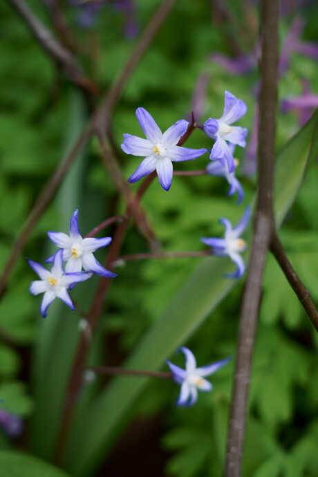 Chionodoxa tussen de Fagustakken