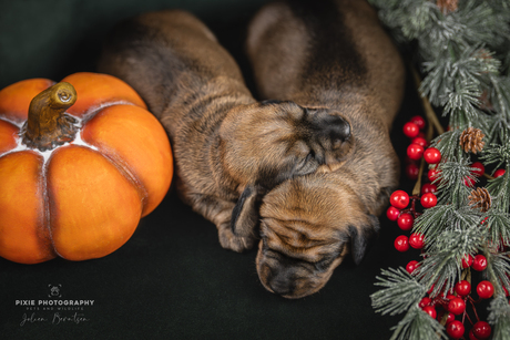 Newborn puppy fotografie in herfst thema