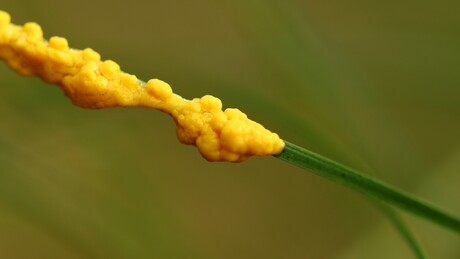 Heksenboter op een grassprietje.