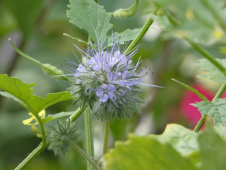 Phacelia
