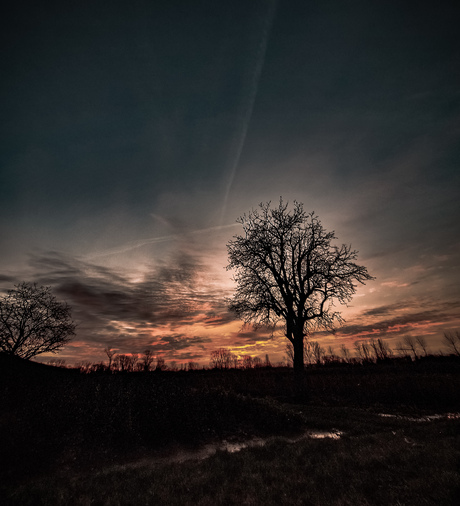 Lonely Beauty: The Sun's Farewell Behind a Solitary Tree