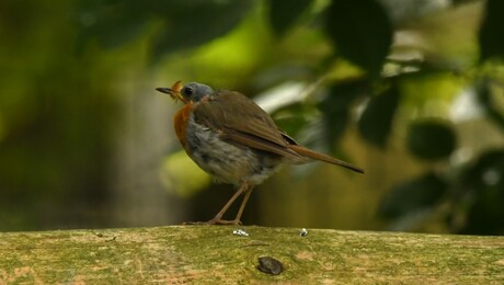 zelfde vogel