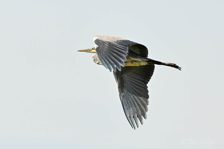 Reiger