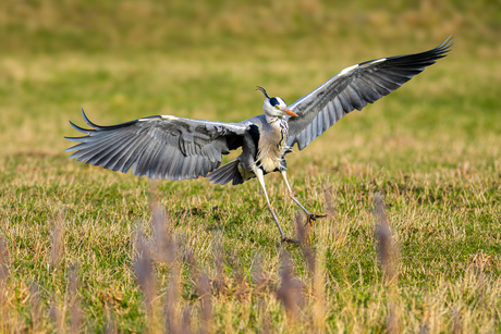 Reiger zet poot aan de grond.