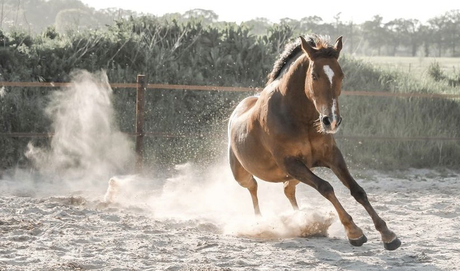 New forest pony in actie 