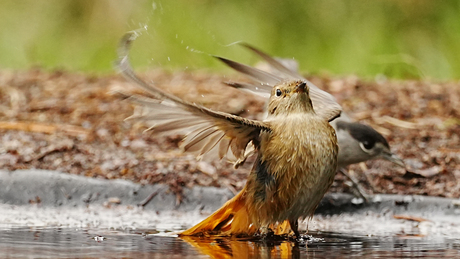 gekraagde roodstaart