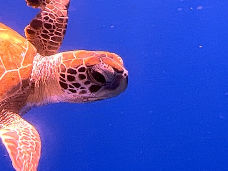 Green turtle s