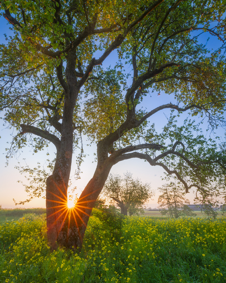 Zonsopkomst