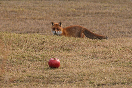 De vos in het aards paradijs