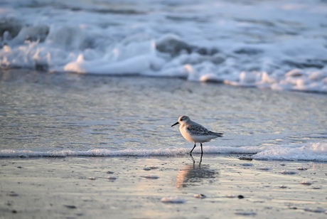Drieteen strandlopertje strand Schouwen