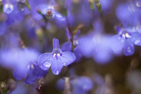 Tuinlobelia
