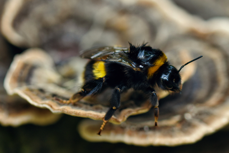 De hommel op een elfenbankje