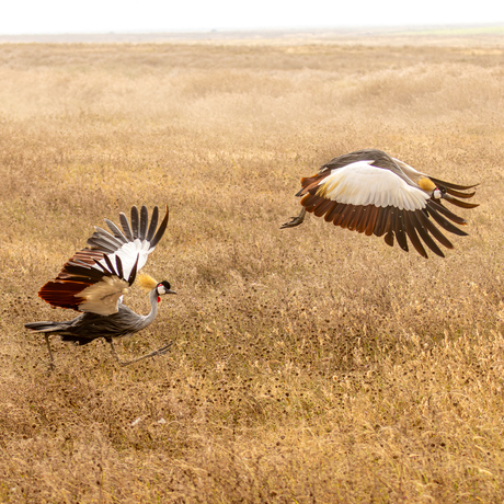 Gekroonde kraanvogels lopen en vliegen