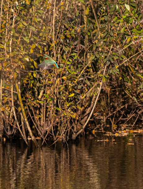 Ijsvogel