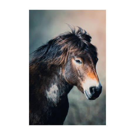 Wild paard