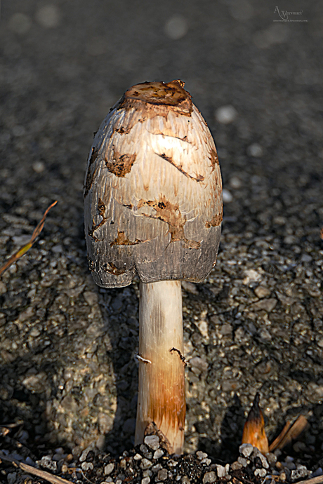 De paddenstoel op de afbeelding is een geschubde inktzwam (Coprinus comatus). 