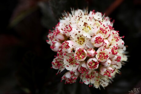 bloem