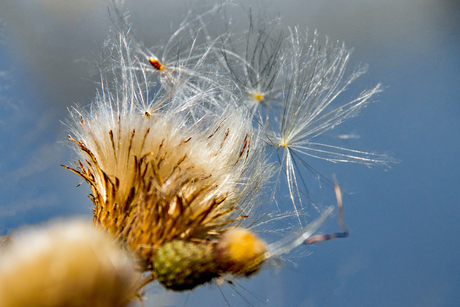 Distel wacht op wind