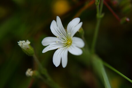 Close up Bloem