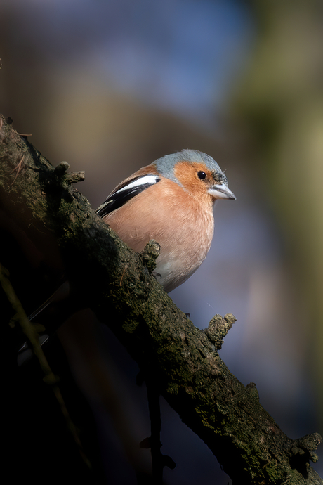 Vink