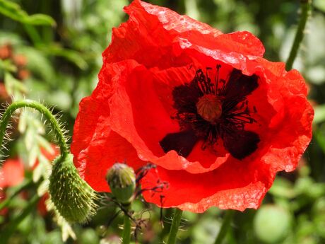 Oranje Papaver