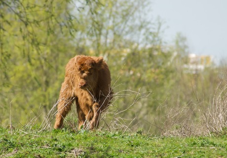 Wacht maar dat ik groot bent