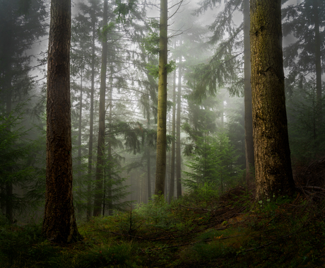 Forêt silencieuse