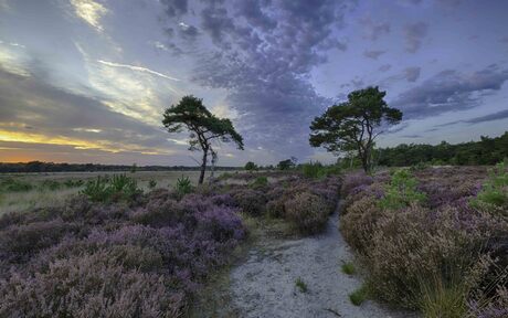 Kalmthoutse heide