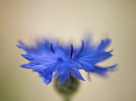 Korenbloem