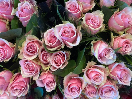 Roze Rozen