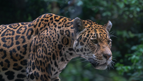 Jaguar