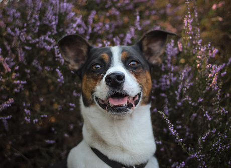 hond in de heide