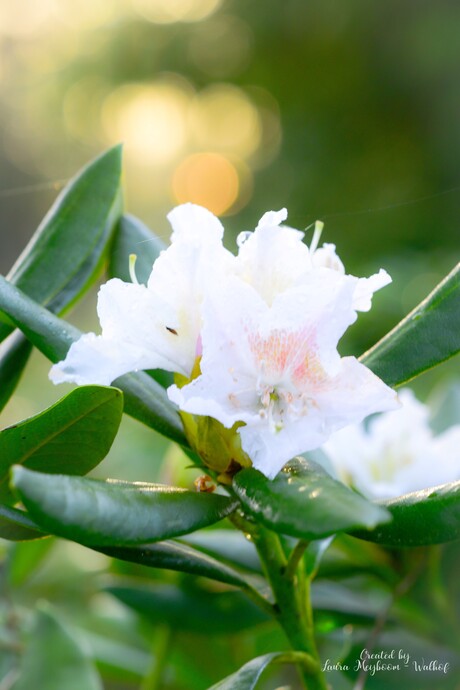 Rododendron  (Cunningham's White)