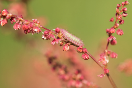 kleine vuurvlinder in wording