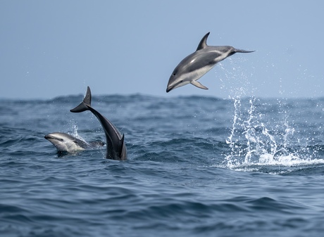 Dusky Dolphins 