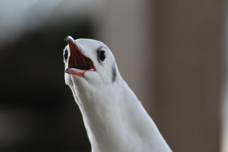 Angry bird