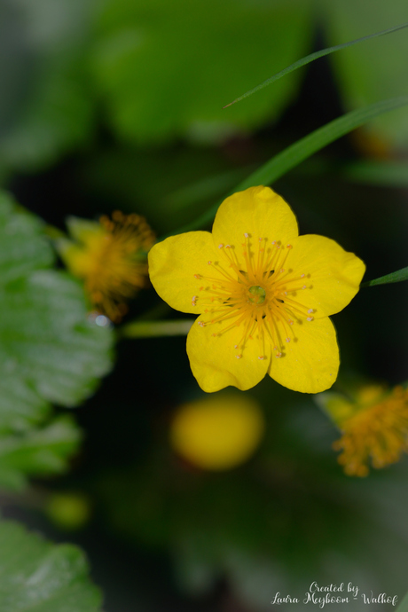 Waldsteinia 