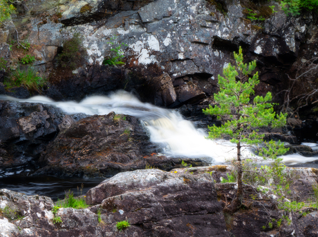Tree watching waterfall