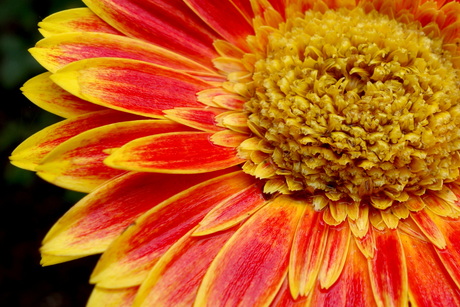 Gerbera