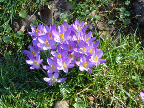 Crocusjes 1