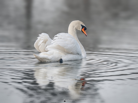 Witte elegantie op het water.